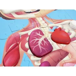 Happy Puzzles Puslespil 50 brikker - Krop med 3D-organer