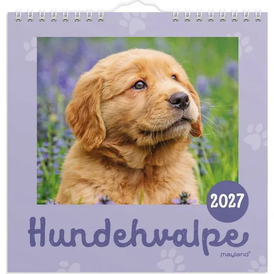 Mayland Vægkalender mini Hundehvalpe 2027, 16 x 16 cm