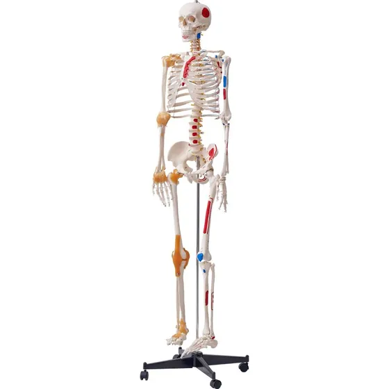 Menneskeskeletmodel i fuld størrelse, 182x38.5x18 cm, Hvid PVC