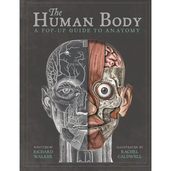 The Human Body: A Pop-Up Guide To Anatomy