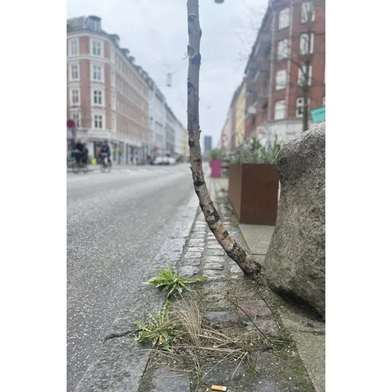 You Can Never Hold Back Spring - Nikolai Troest