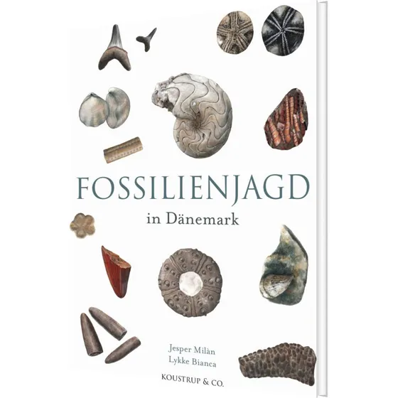 Fossilsøgning i Danmark – guide til fund langs kysten