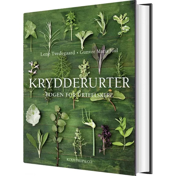 Krydderurter – dyrkning, brug og aroma (udvidet guide)