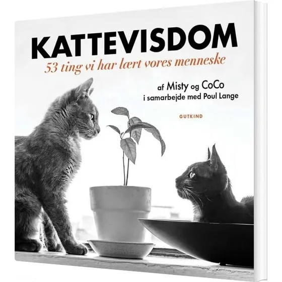 Kattevisdom – 53 ting vi lærte vores menneske