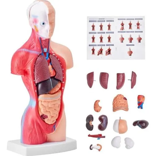 Anatomisk menneskelig kropsmodel, 15 dele, 11 tommer