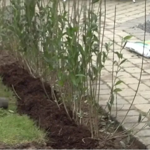 Champost Naturgødning 5 x 50 L