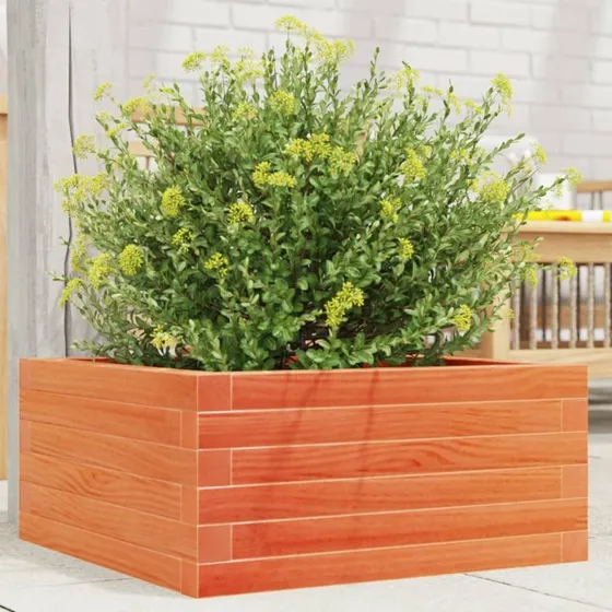 Plantekasse i massivt fyrretræ 50x50x23 cm – gyldenbrun