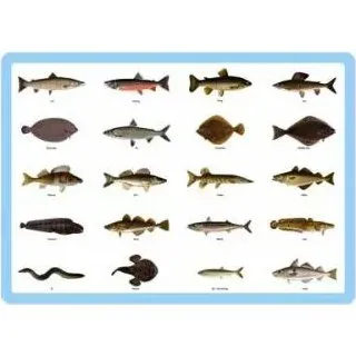 Dkkeserviet - Fisk (miljvenlig plast, 42x30 cm)