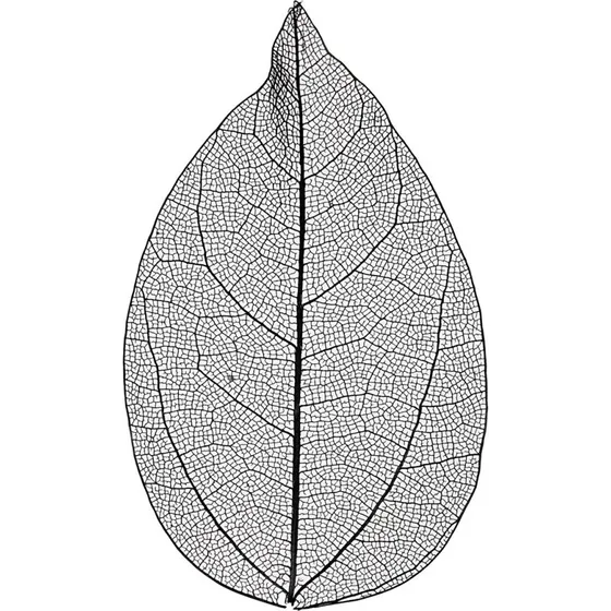 Skeletblade L 68 cm Sort 20 stk