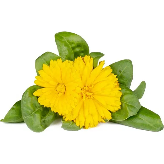 Click & Grow Smart Garden Refill 3-pack Calendula
