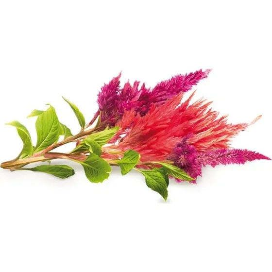 Click & Grow Smart Garden Refill 3-pak Cockscomb