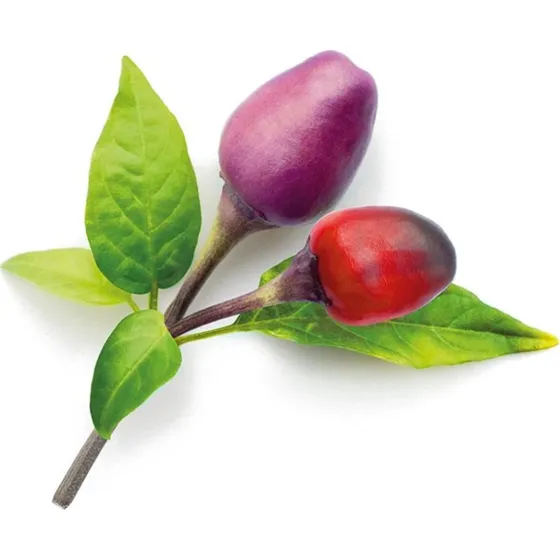 Click & Grow Smart Garden Refill 3-pack - Lilla Chili Pepper