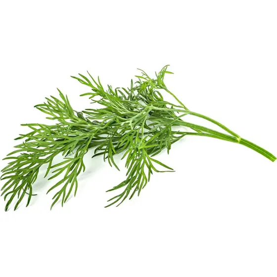 Click and Grow Smart Garden Refill 3-pack Dill (SGR49X3)