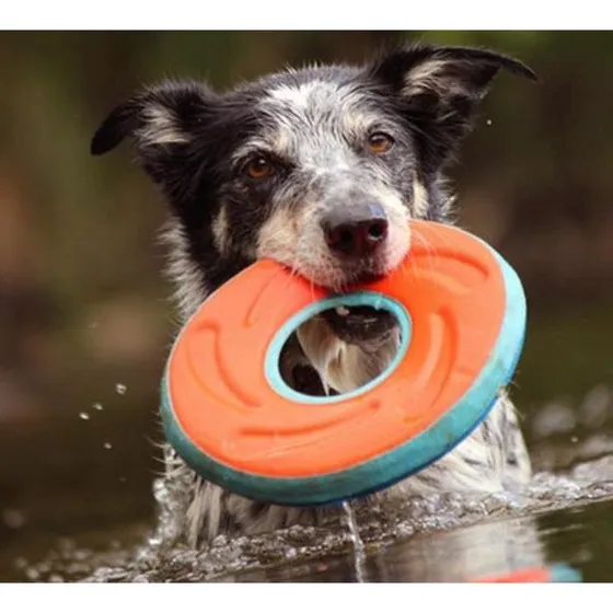 CHUCKIT Zipflight Frisbee, M