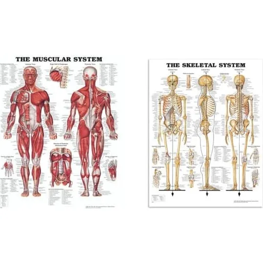Anatomical Chart Company: Komplet plakatsæt med skelet og muskler