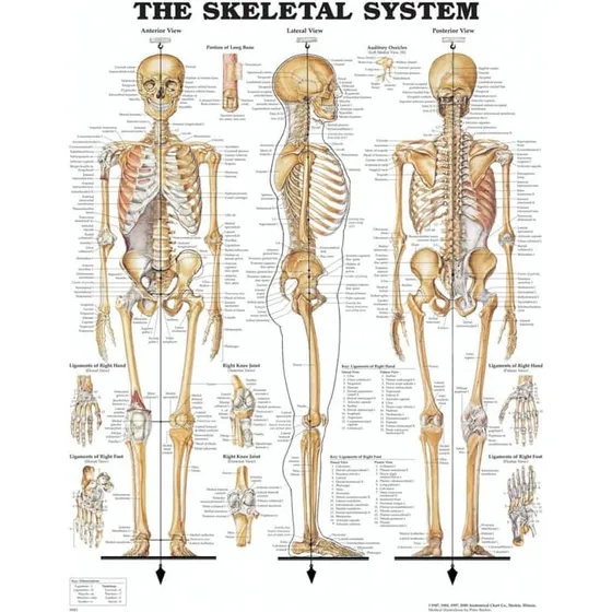Peter Bachin Skeletplakat - Anatomisk Plakat 51x66 cm