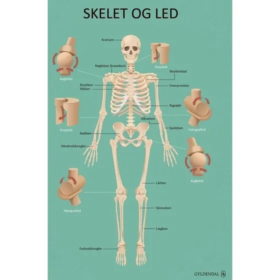 Kroppen - Plakatsamling med 3 plakater til naturfag og idræt