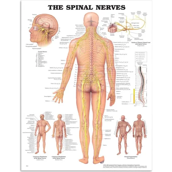 Anatomi plakat - Spinal nerver, 51x66 cm