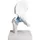 Anatomiske modeller