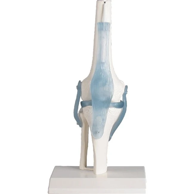 Erler-Zimmer Anatomisk Knæmodel med Ledbånd og Stativ