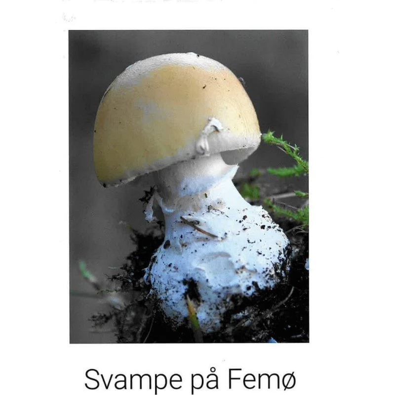 Svampe på Femø - Ole Georg Terney