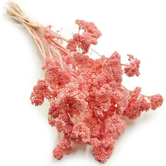 Tørret lyserød røllike (Achillea) - 100 g