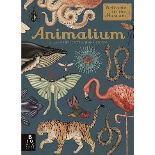 Animalium - Jenny Broom - Bog