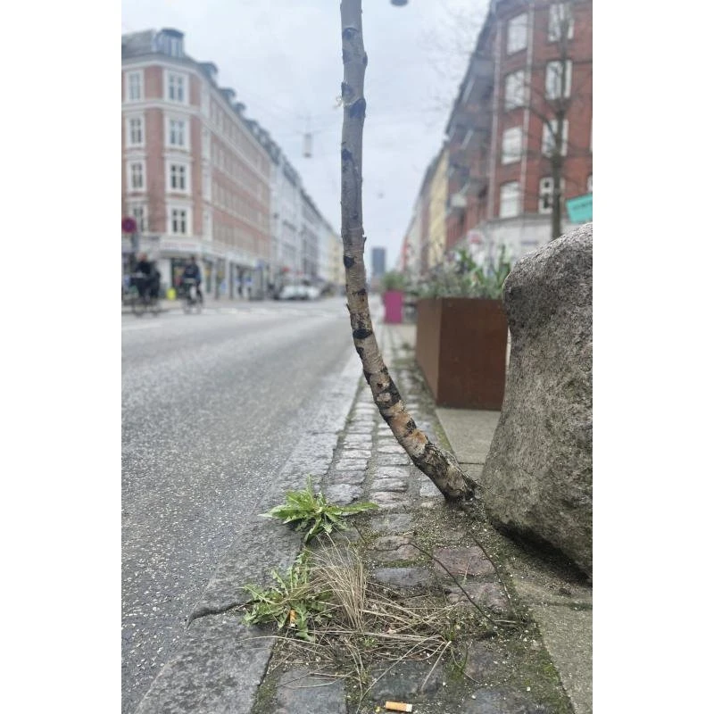 You Can Never Hold Back Spring - Nikolai Troest