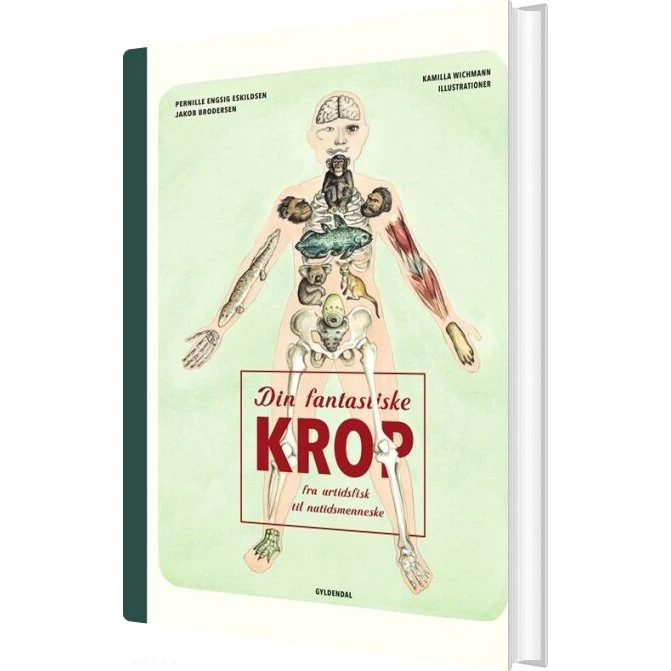 Din fantastiske krop – fra urtidsfisk til nutidsmenneske