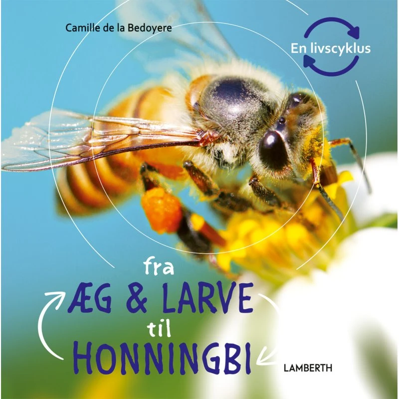 Fra æg og larve til honningbi – børnebog (hardcover)