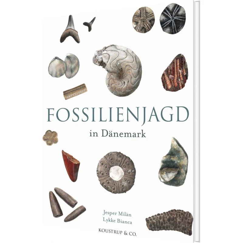 Fossilsøgning i Danmark – guide til fund langs kysten