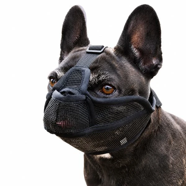 Hundehvalp til kortnæsede hunde, L