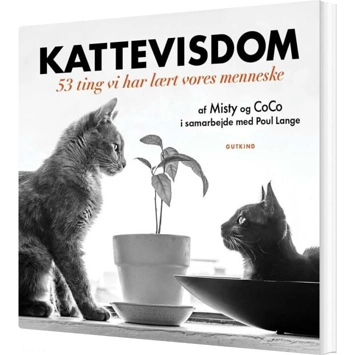 Kattevisdom – 53 ting vi lærte vores menneske
