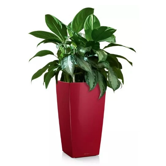 Lechuza CUBICO Premium 40 cm, rød højglans