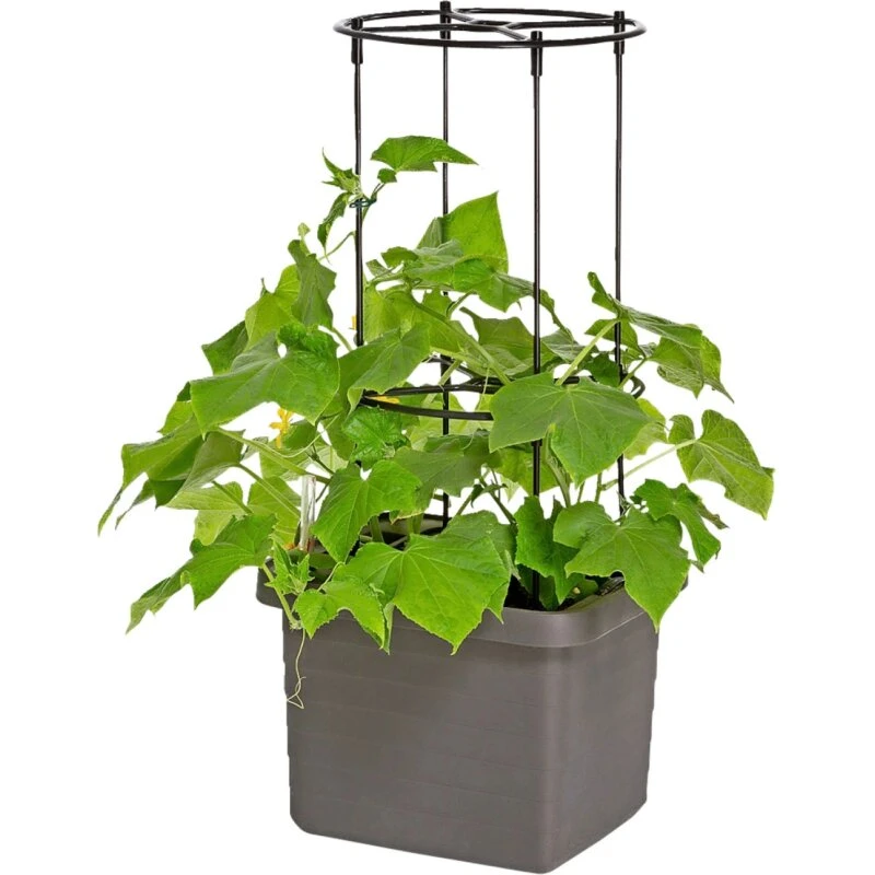 PINDSTRUP Espalier til selvvandende kasse 80x184x120 cm, sort