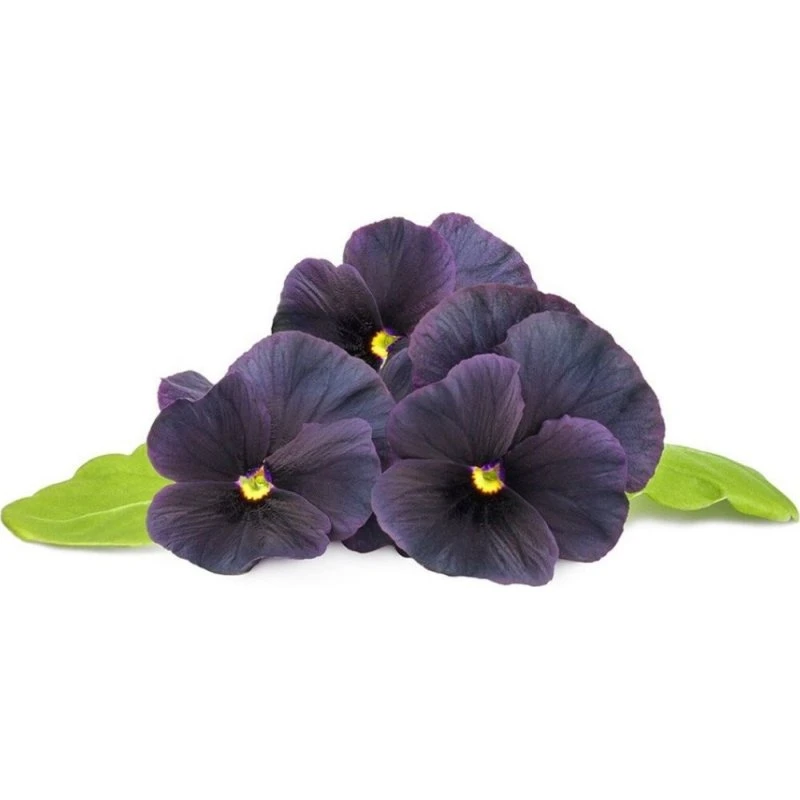 Click & Grow Genopfyld 3-pak – Black Pansy