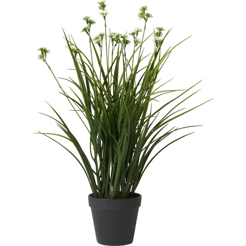 Speedtsberg Græs med hvide blomster i potte, 55 cm
