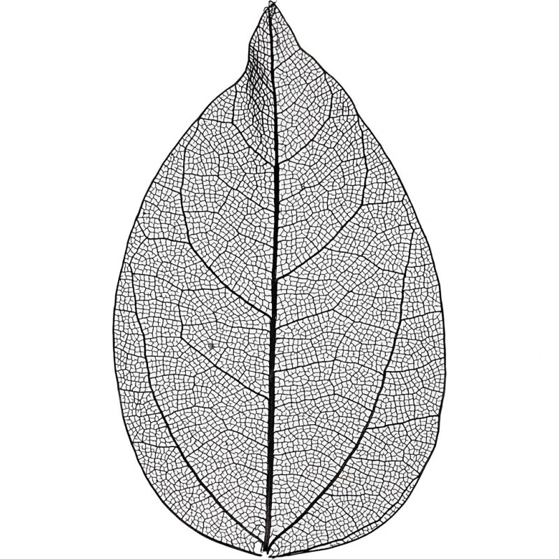 Skeletblade L 6–8 cm Sort 20 stk