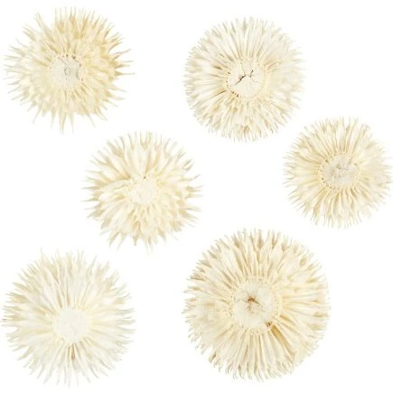 Uden mærke Tørrede blomsterhoveder Dipsacus ø3-5 cm 6 stk.