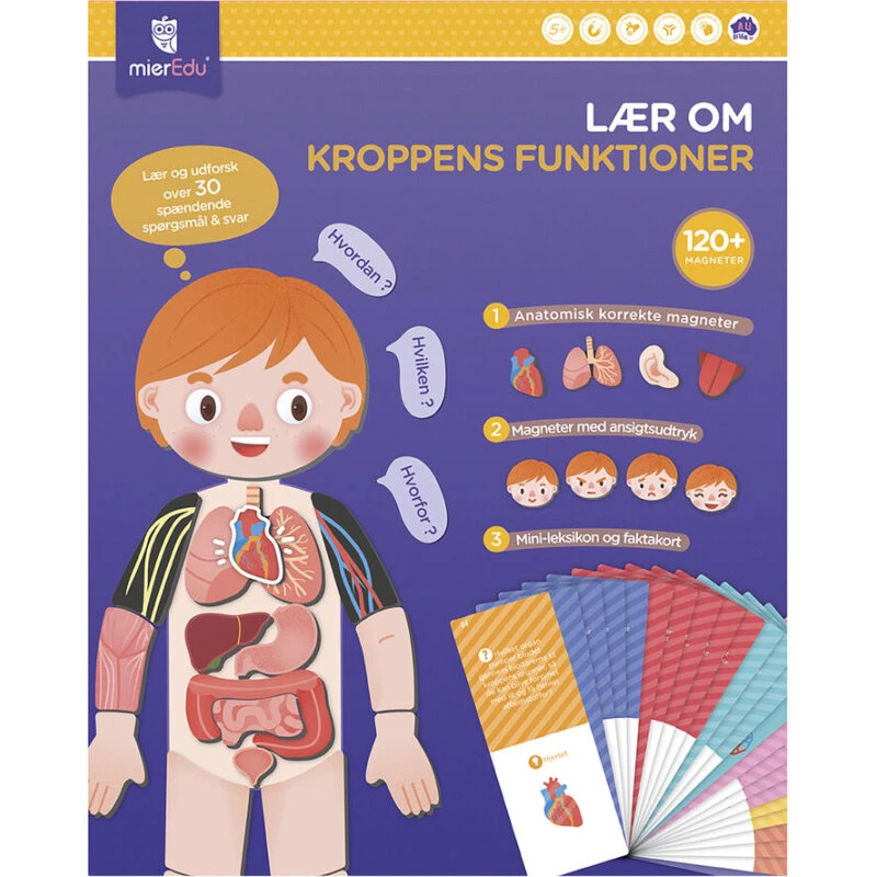 MierEdu Magnetisk legesæt – Lær om kroppens funktioner