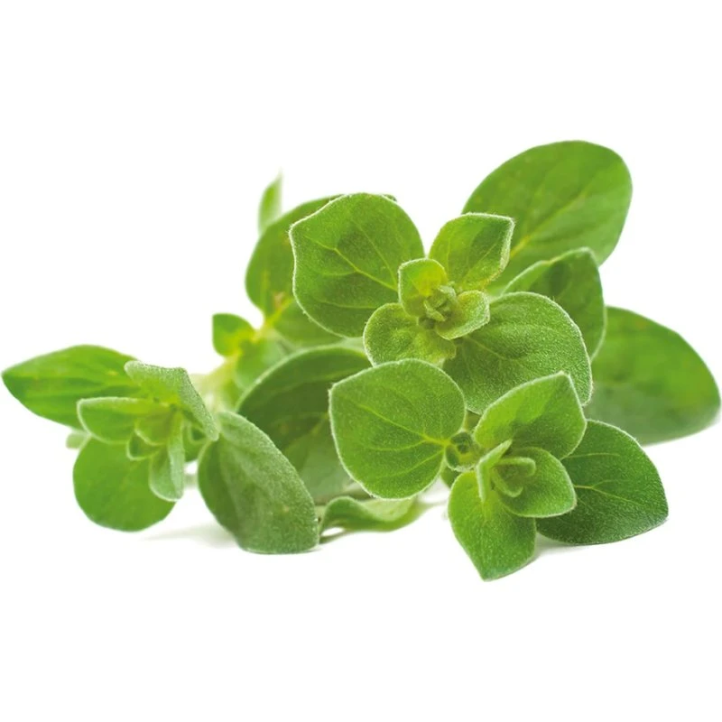 Click & Grow Smart Garden Oregano 3-pak