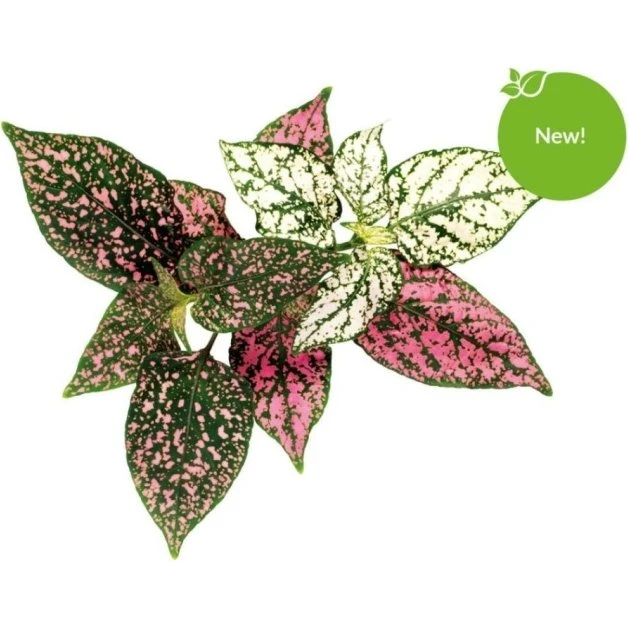 Click & Grow Smart Garden Refill 3-pak - Polka Dot Plant (SGR48X3)