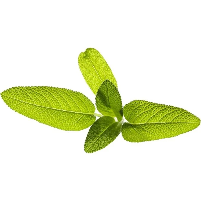 Click & Grow Smart Garden Refill 3-pak Salvie