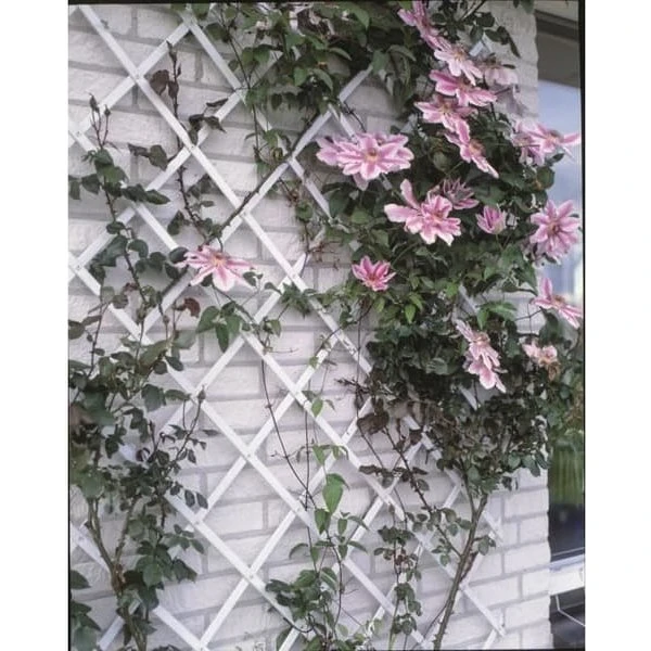 Hvid udvidelig espalier i plast - 50x150 cm