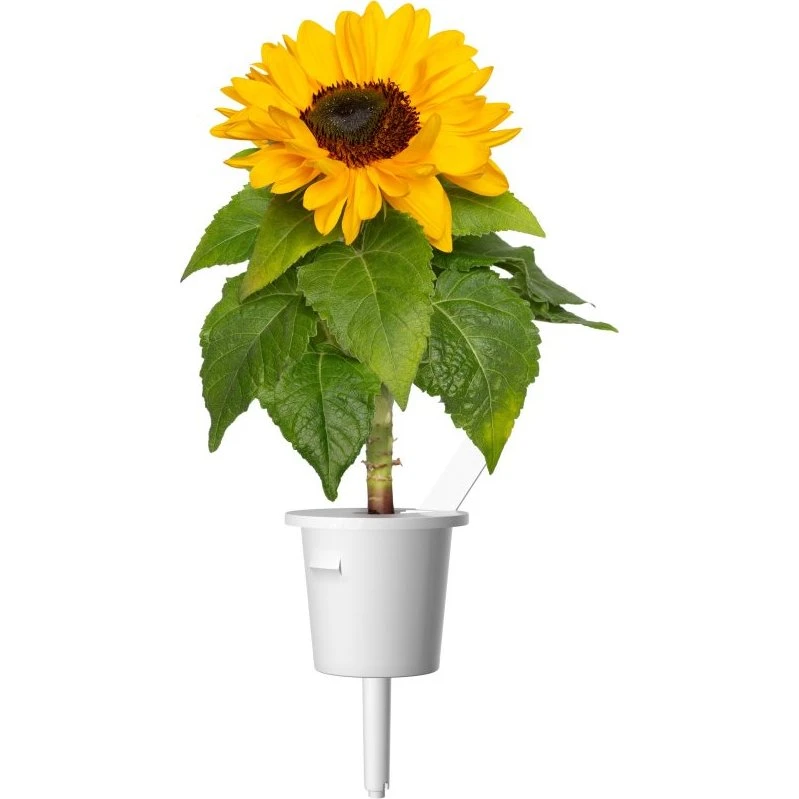 Click & Grow Plant Pods 3-pak - Mini Solsikker, Gul