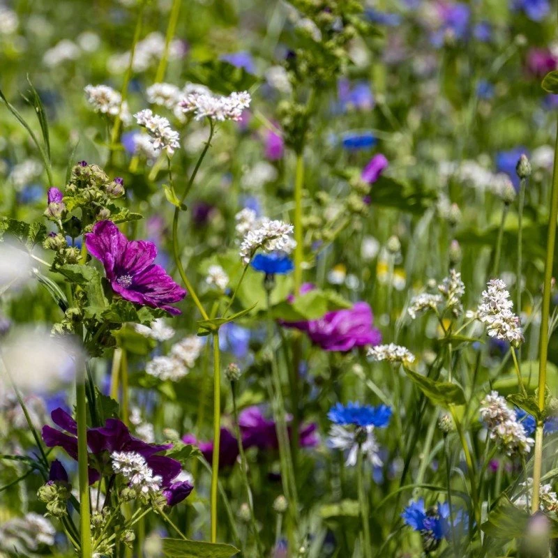 Linds Countryside Blomsterblanding 5 kg