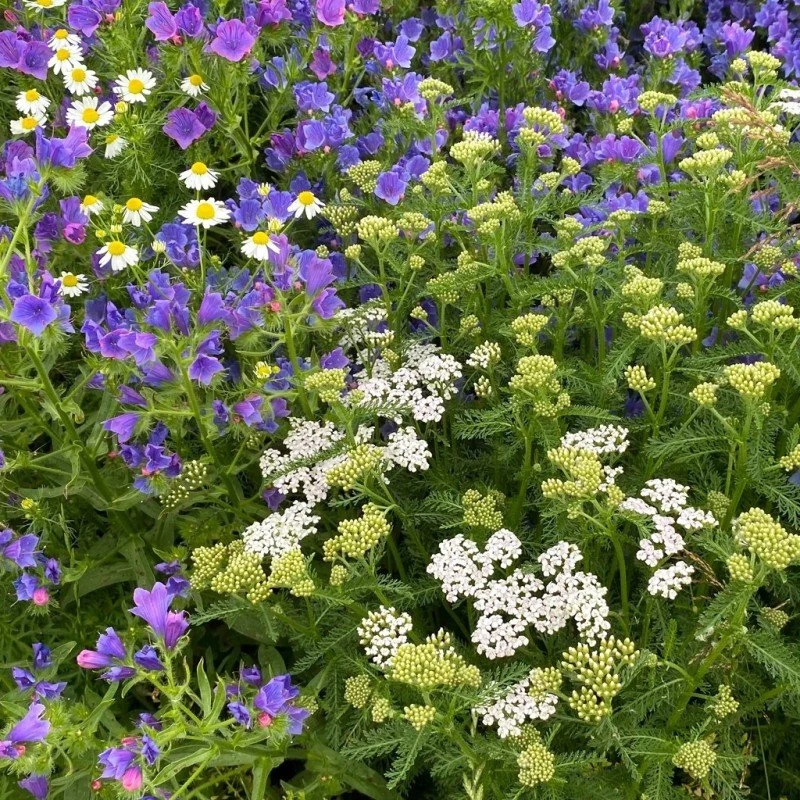 Linds Sommerfugleblanding 1 kg - 25 blomsterarter