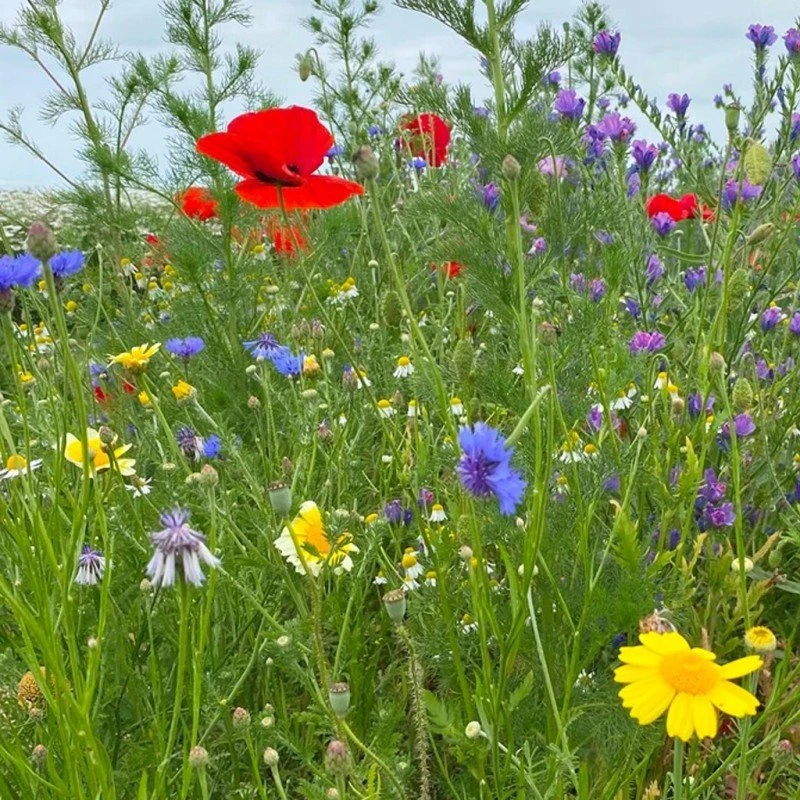 Linds Biodiversity blomsterblanding 1 kg